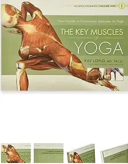 The Key muscles of yoga